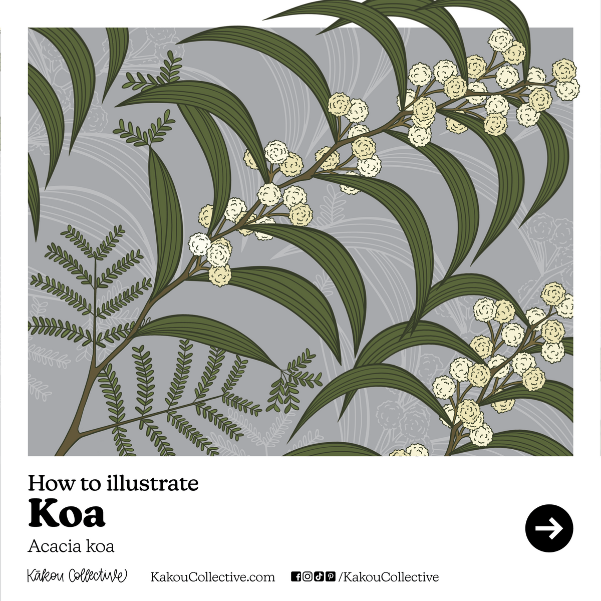 Native Hawaiian Plant Month Day 3 Koa — Kakou Collective