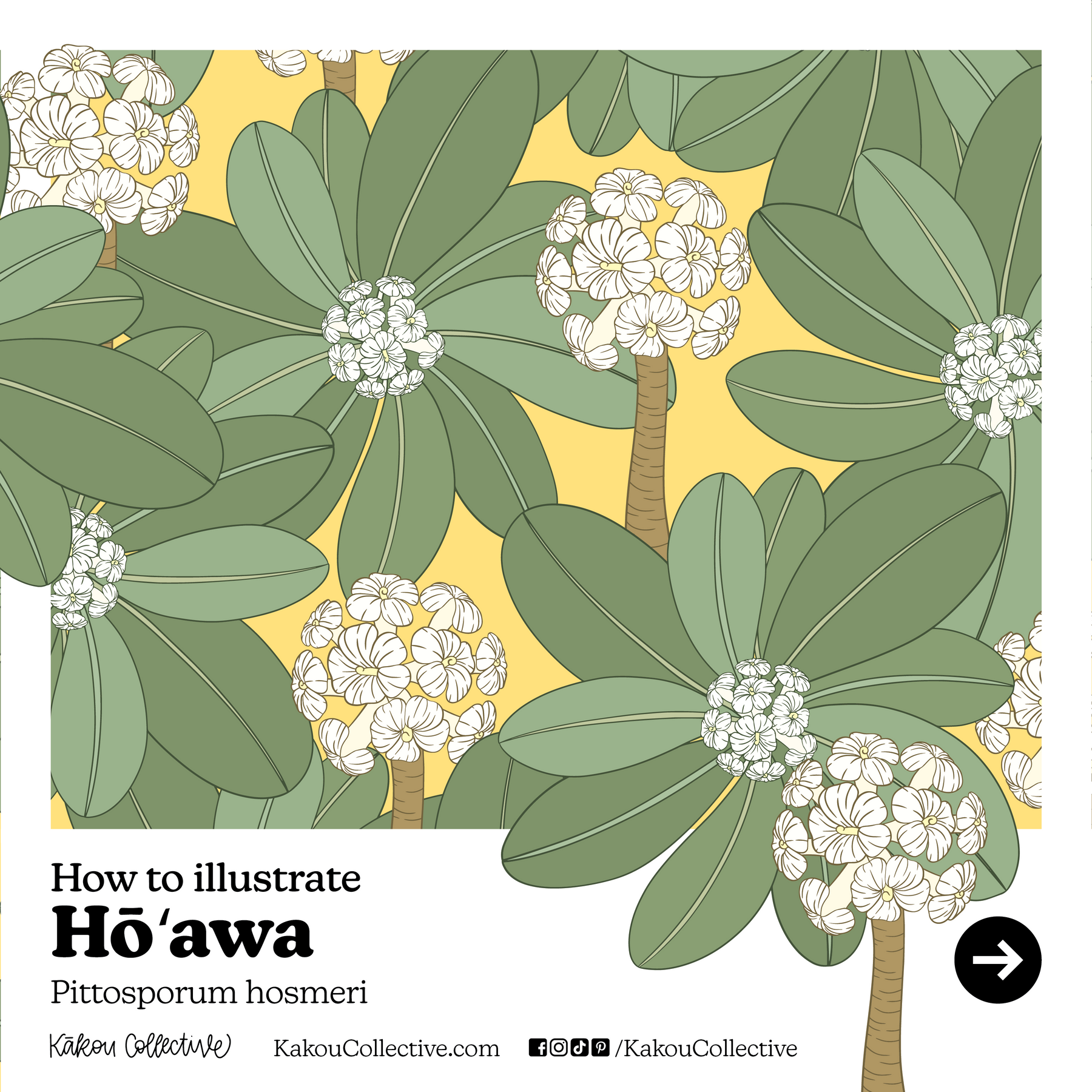 Native Hawaiian Plant Month Day 4: Hoawa