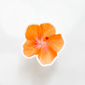 Momos Hibiscus Vinyl Sticker